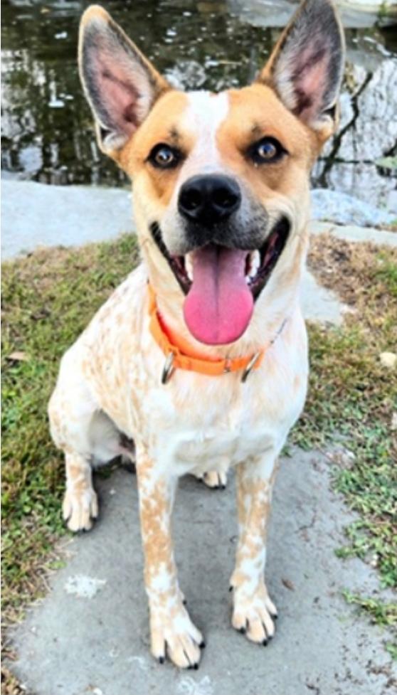 Bo, a Adoptable Australian Cattle Dog / Blue Heeler in Bradenton, FL image 1/6