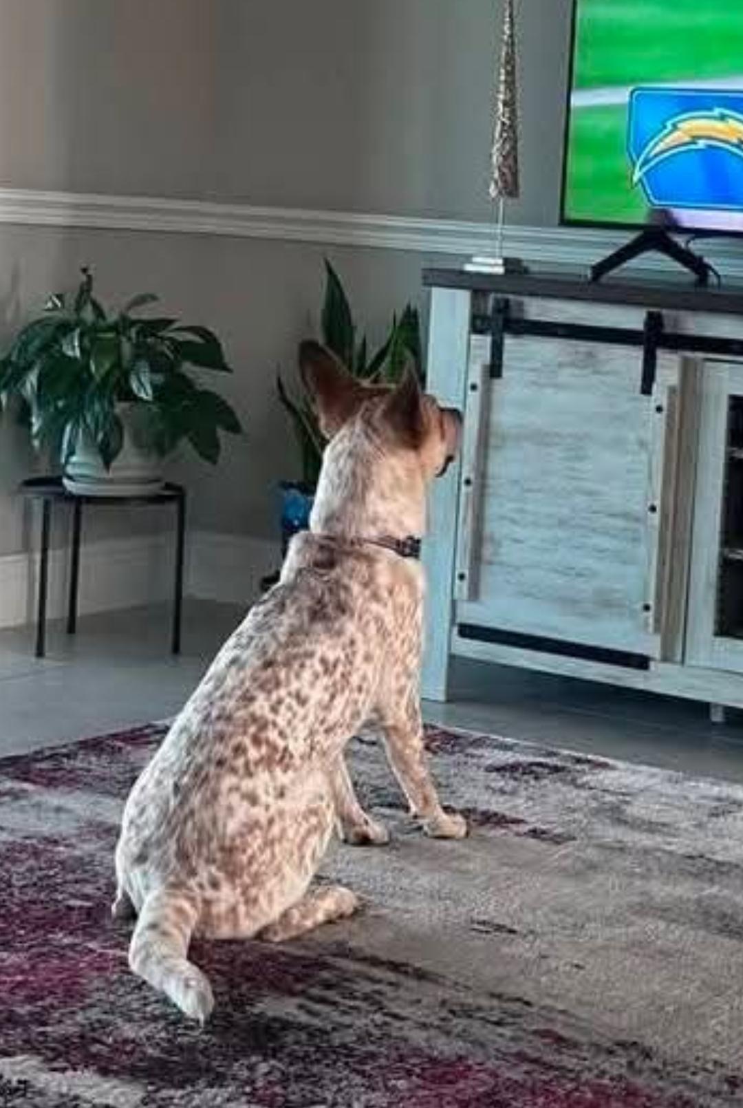 Bo, Adoptable, Adult Male Australian Cattle Dog / Blue Heeler.