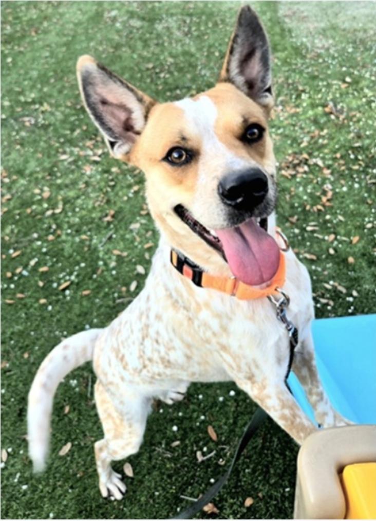 Bo, a Adoptable Australian Cattle Dog / Blue Heeler in Bradenton, FL image 3/6