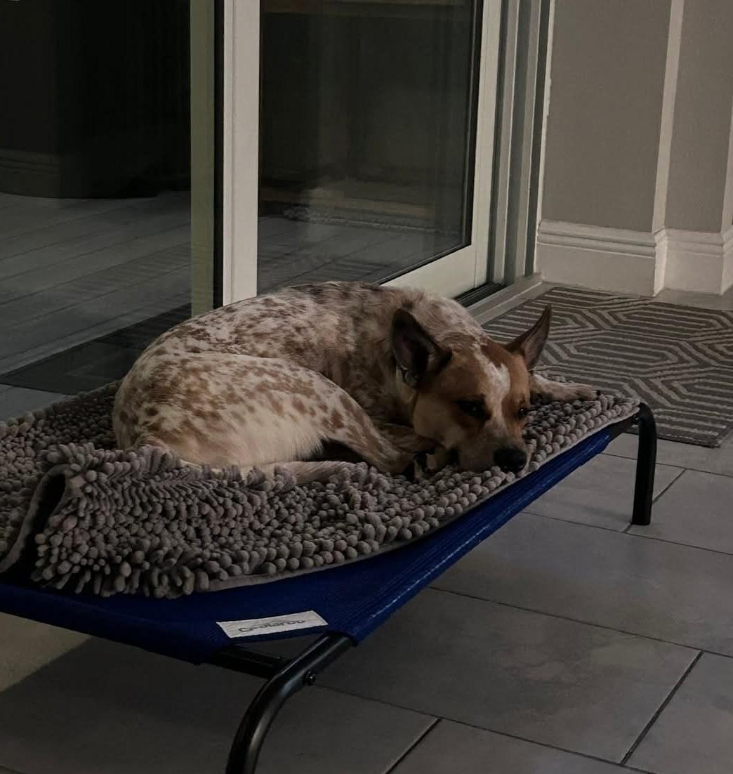 Bo, a Adoptable Australian Cattle Dog / Blue Heeler in Bradenton, FL image 5/6