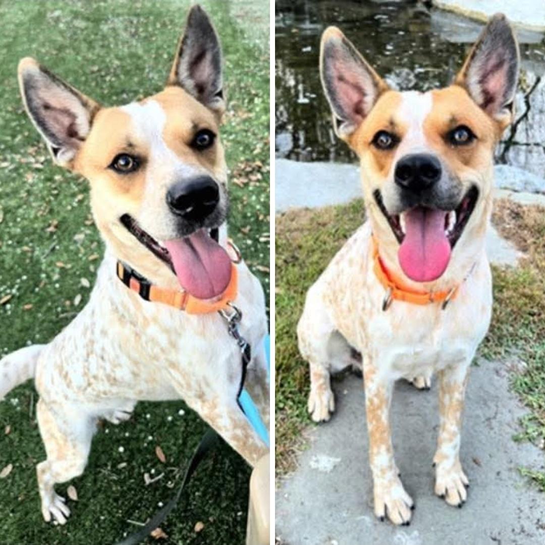 Bo, a Adoptable Australian Cattle Dog / Blue Heeler in Bradenton, FL image 6/6