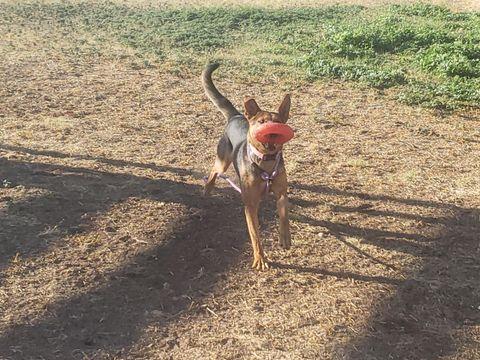 Rose - Courtesy Post