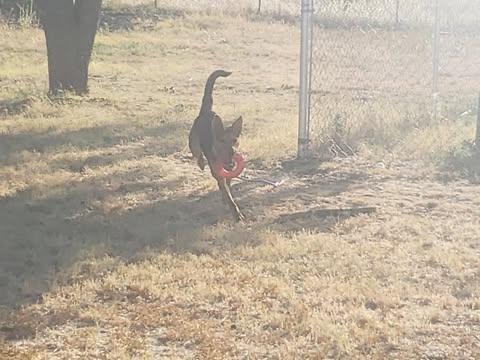 Rose - Courtesy Post