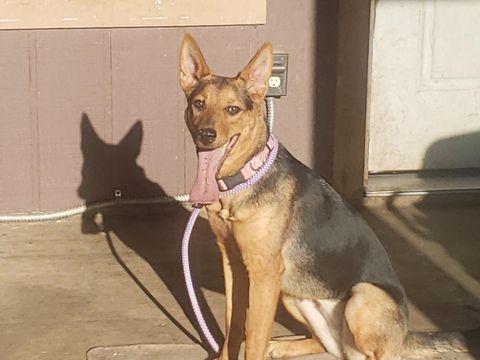 Rose - Courtesy Post