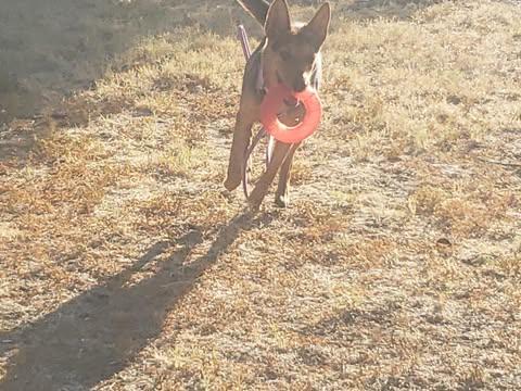 Rose - Courtesy Post