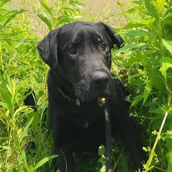 Enlarge Poncho, a Adoptable Mixed Breed in Cooperstown, NY image 4/5
