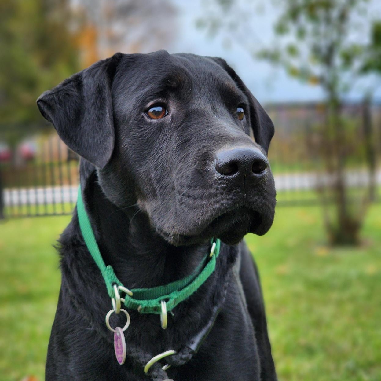 Poncho, Adoptable, Adult Male Mixed Breed.