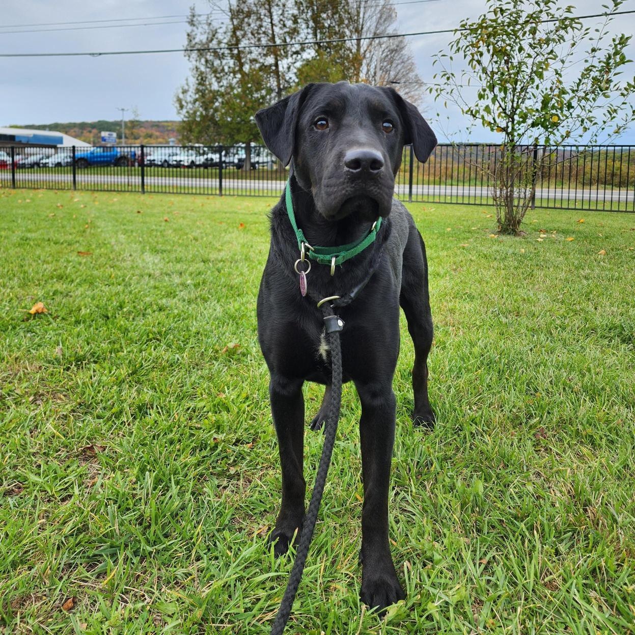 Poncho, Adoptable, Adult Male Mixed Breed.