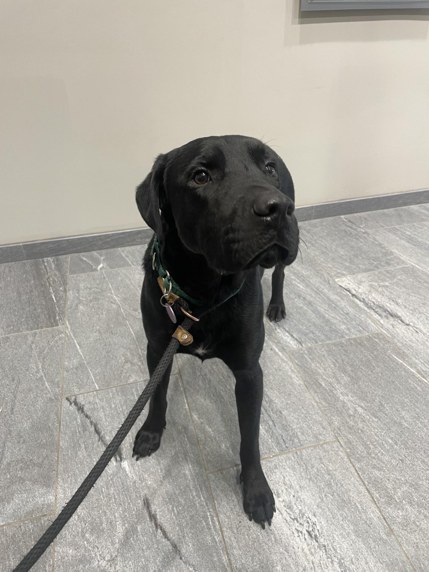 Enlarge Poncho, a Adoptable Mixed Breed in Cooperstown, NY image 5/5