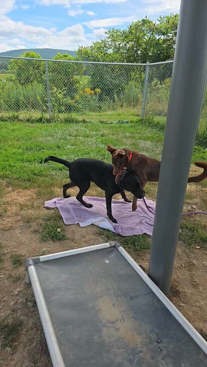 Enlarge Poncho, a Adoptable Mixed Breed in Cooperstown, NY video 3/5