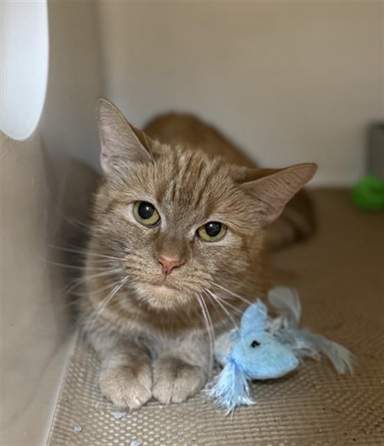 GOLDIE, Adoptable, Adult Female Domestic Long Hair.