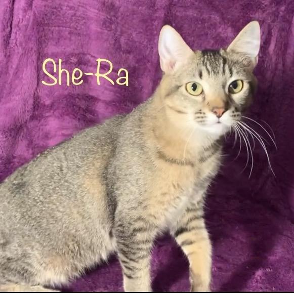 She-Ra, Adoptable, Kitten Female Tabby.