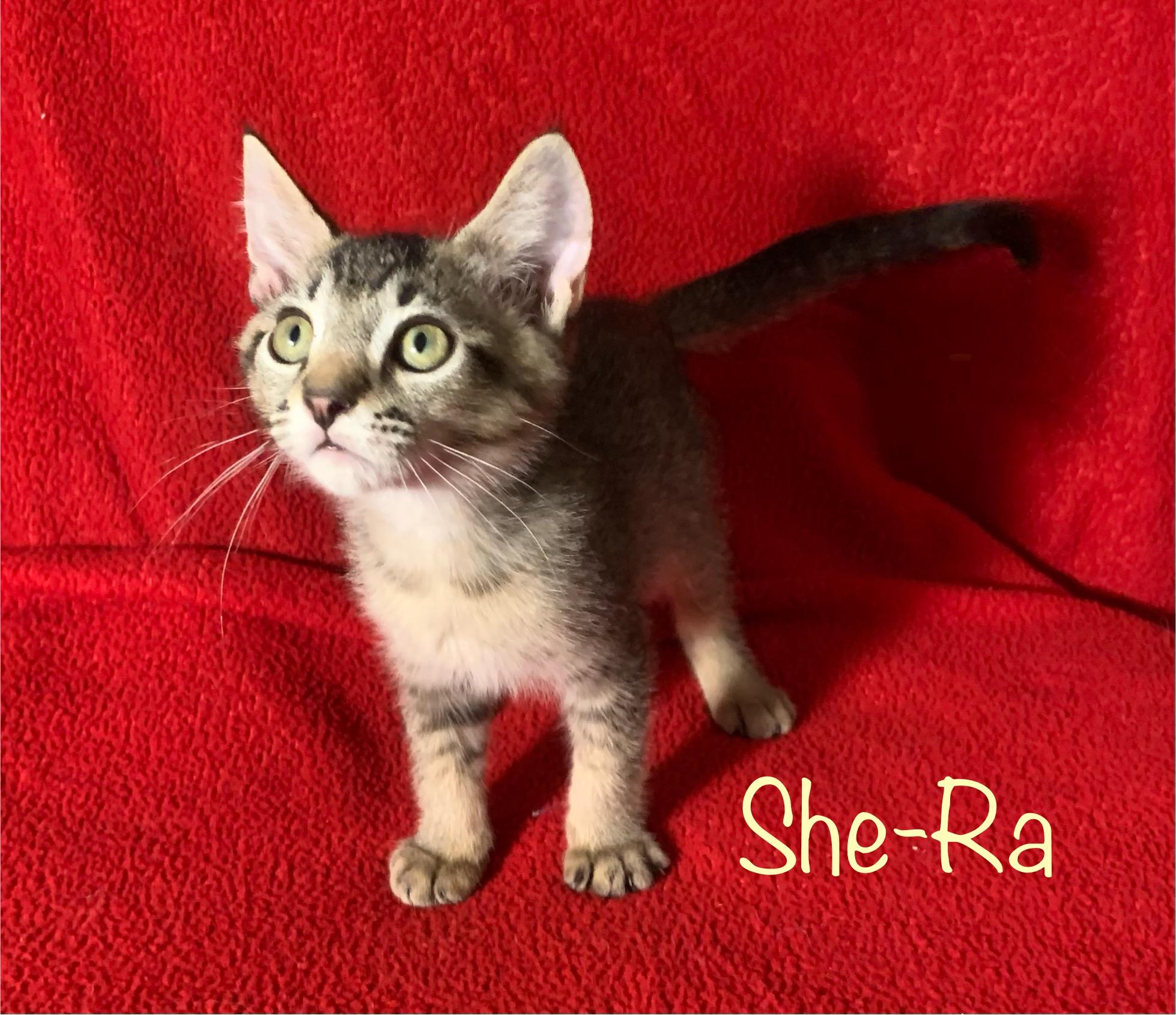Enlarge She-Ra, a Adoptable Tabby in Dixon, CA image 2/5