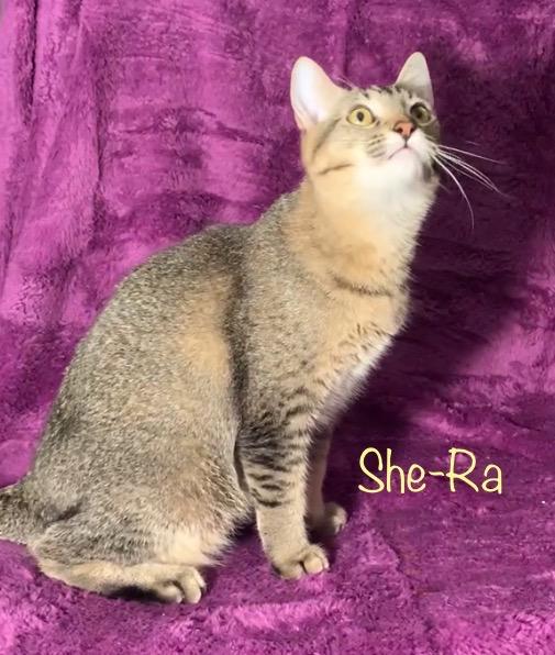 Enlarge She-Ra, a Adoptable Tabby in Dixon, CA image 4/5