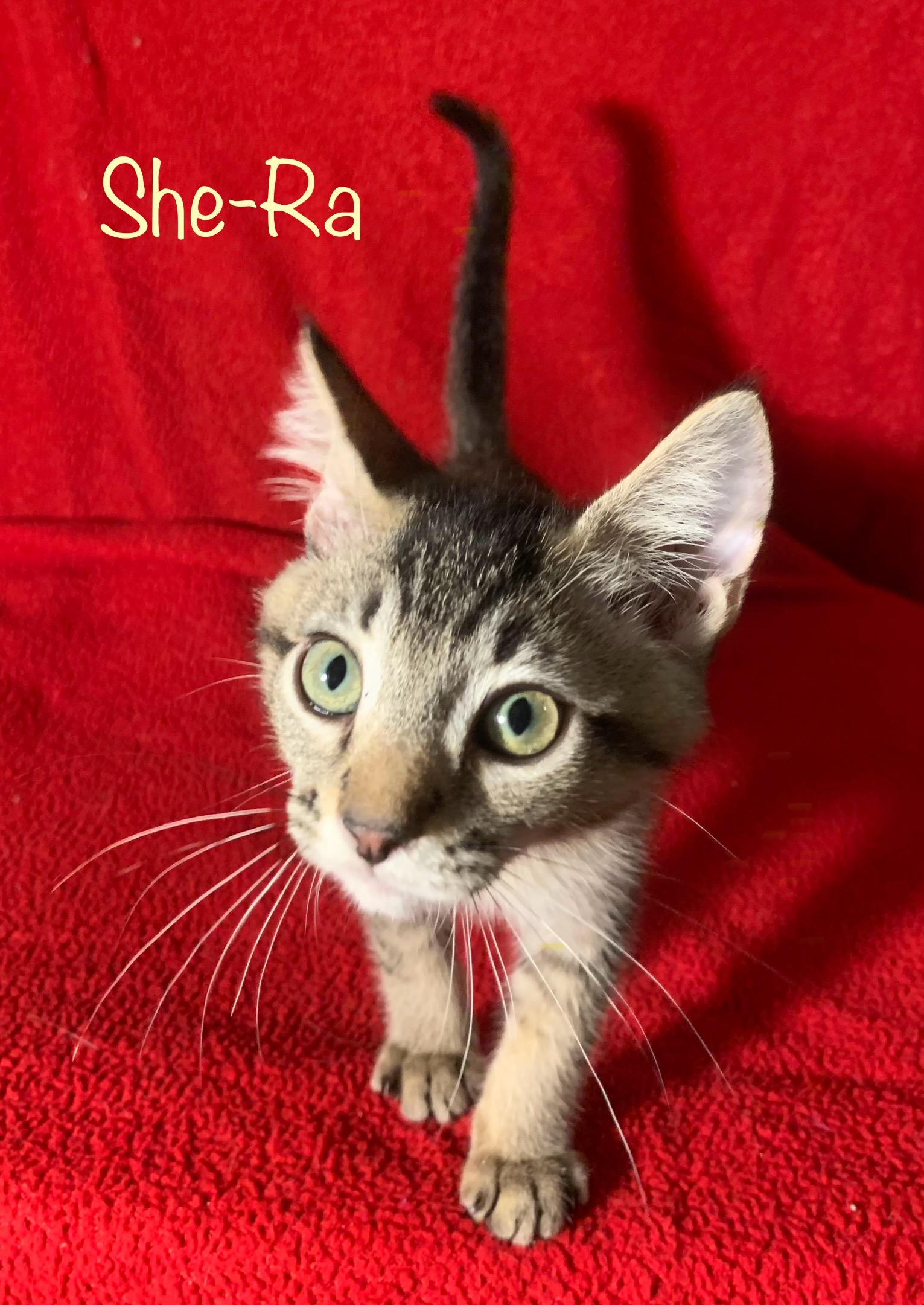 Enlarge She-Ra, a Adoptable Tabby in Dixon, CA image 5/5