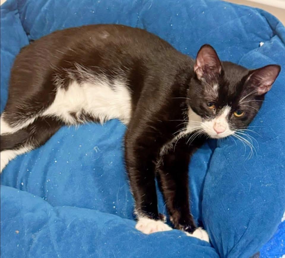 Romeo, Adoptable, Kitten Male American Shorthair.