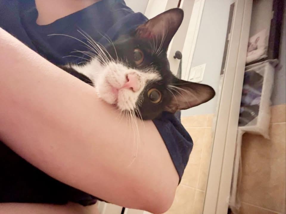 Enlarge Romeo, a Adoptable mixed breed in levittown, NY image 2/4