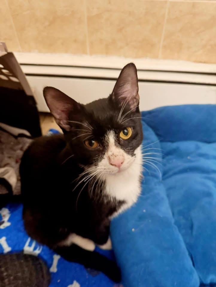 Enlarge Romeo, a Adoptable mixed breed in levittown, NY image 5/6