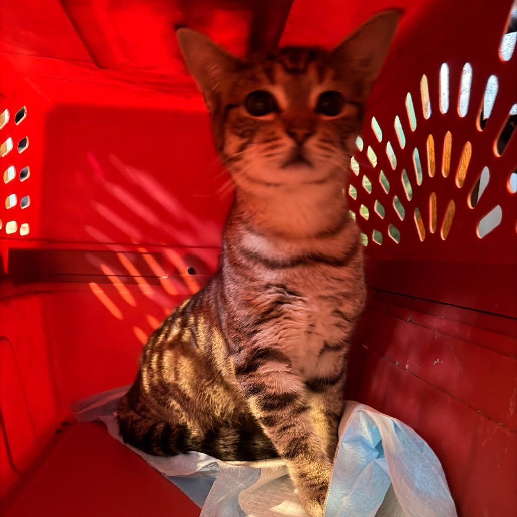 Enlarge Percy, a Adoptable Domestic Short Hair in Coos Bay, OR image 1/2