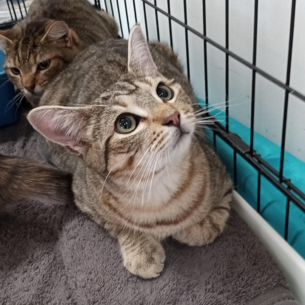 Enlarge Percy, a Adoptable Domestic Short Hair in Coos Bay, OR image 2/2