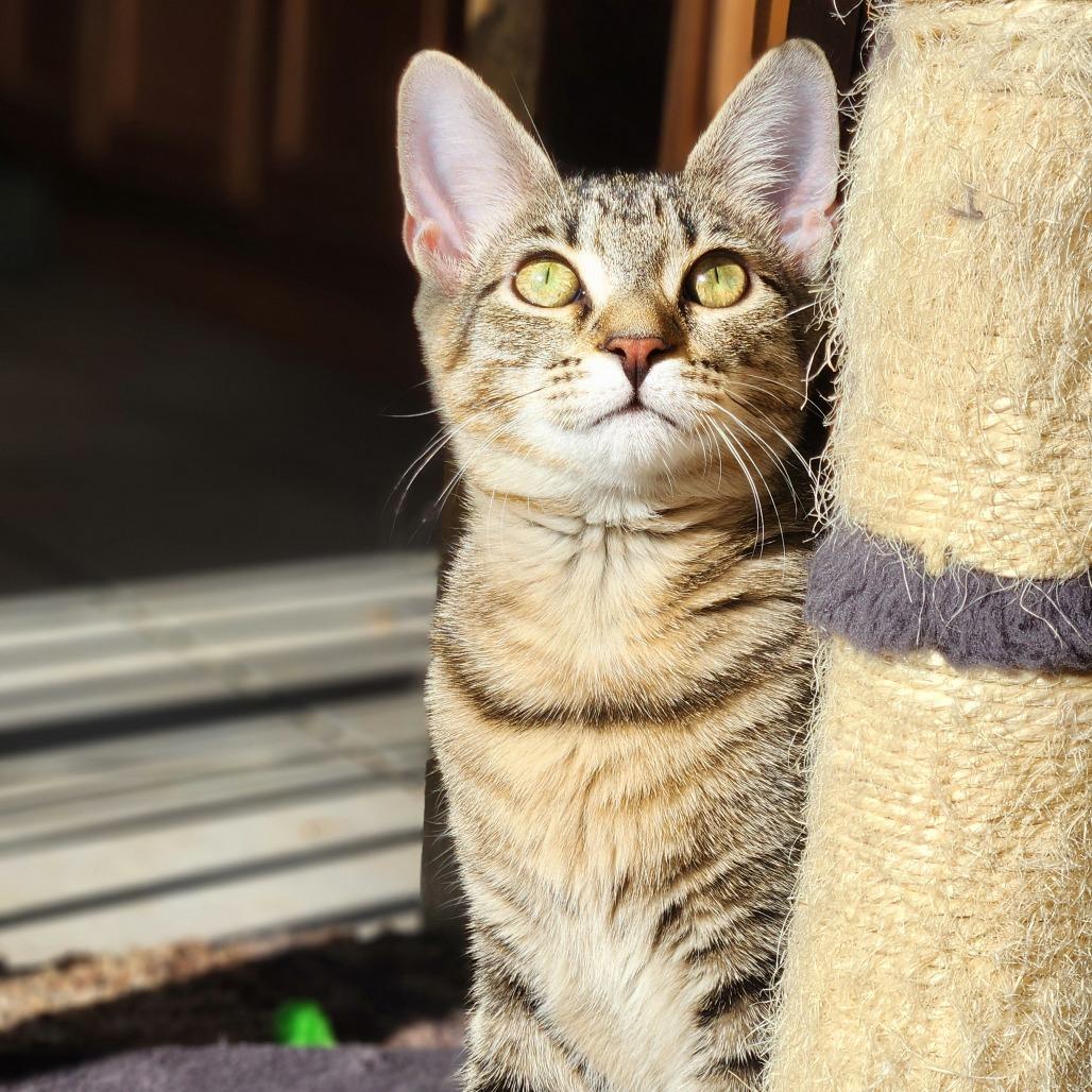 Comet, Adoptable, Young Female Domestic Short Hair.