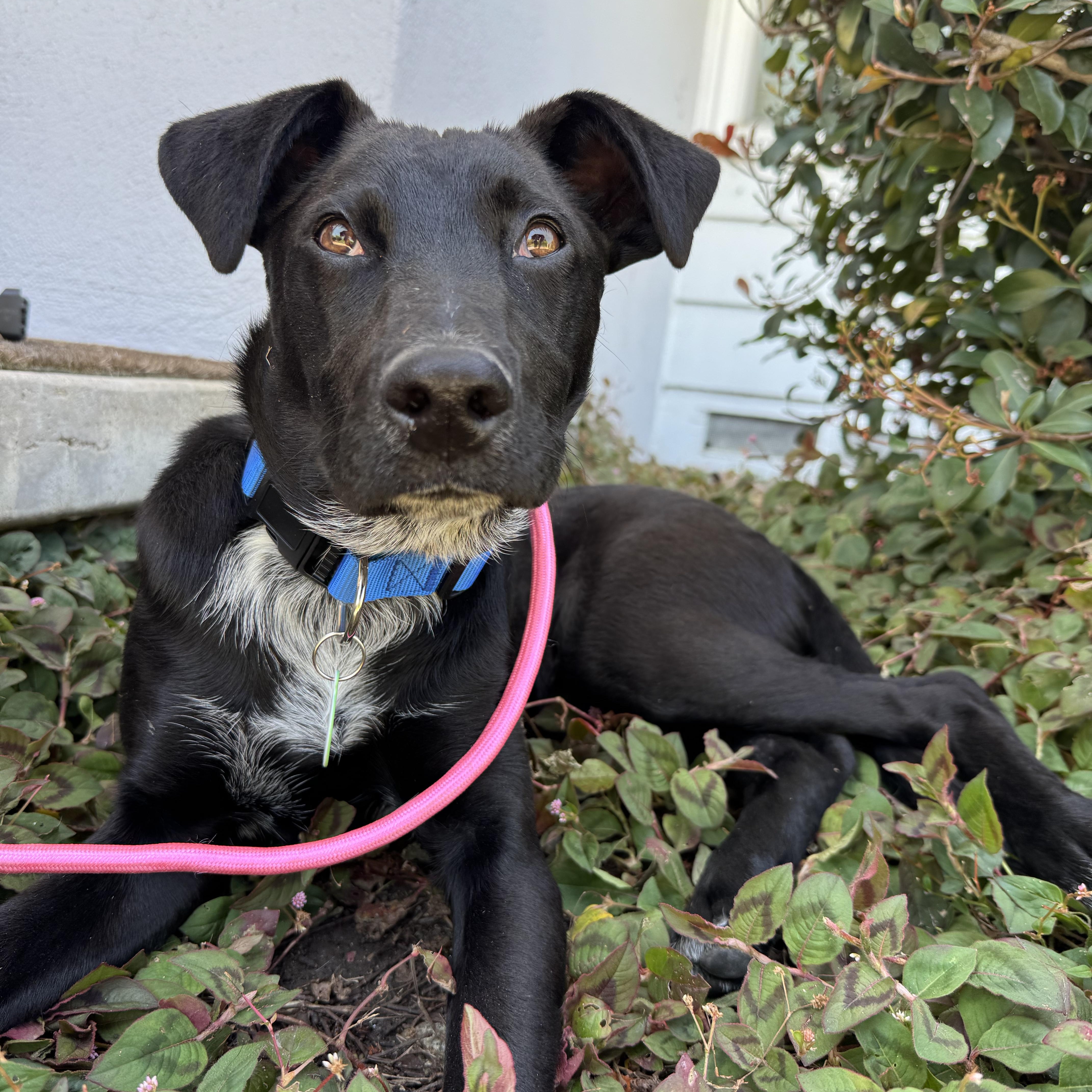 Mikey, ADOPTABLE, Young Male Black Labrador Retriever.