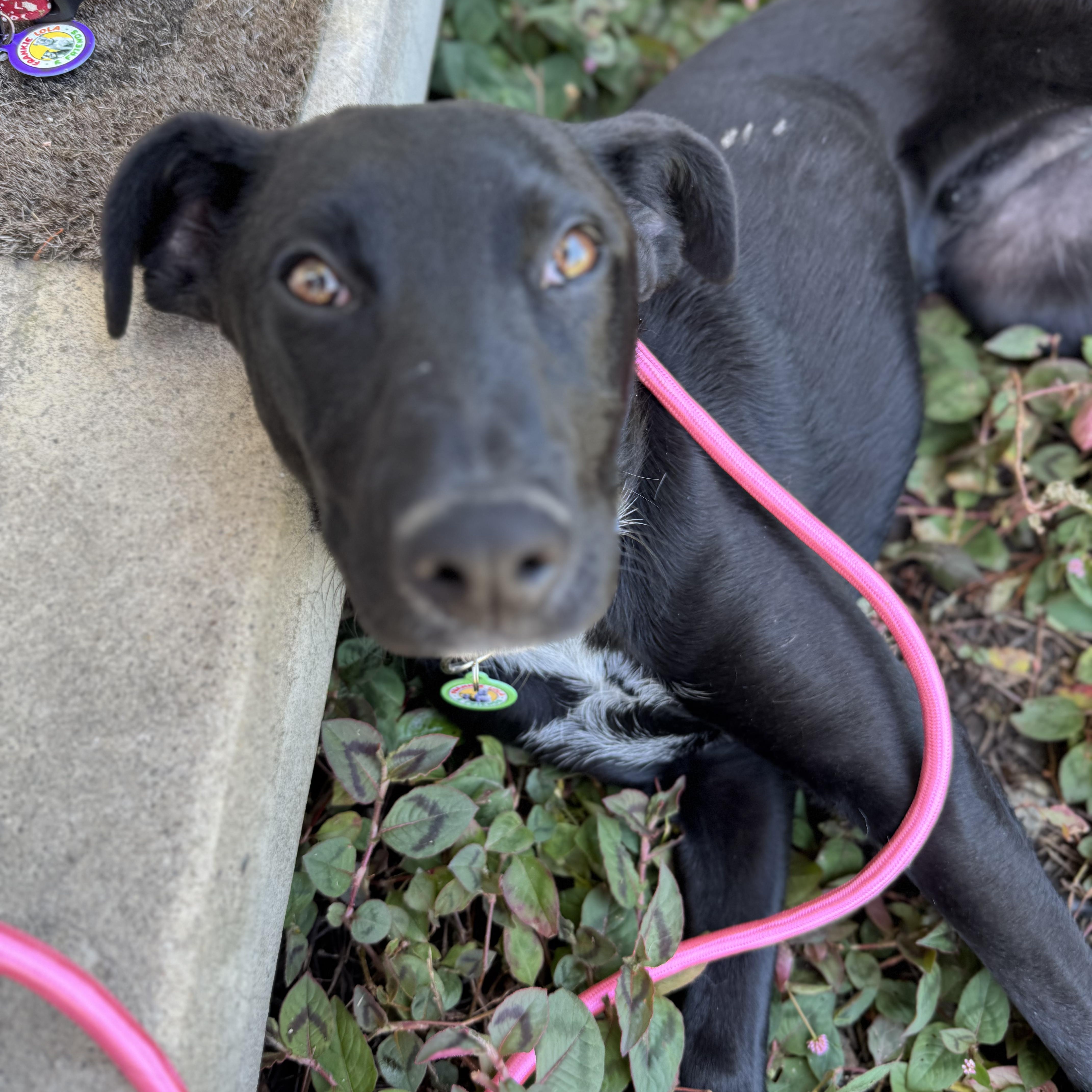 Mikey, a ADOPTABLE Black Labrador Retriever in Sun Valley, CA image 2/6