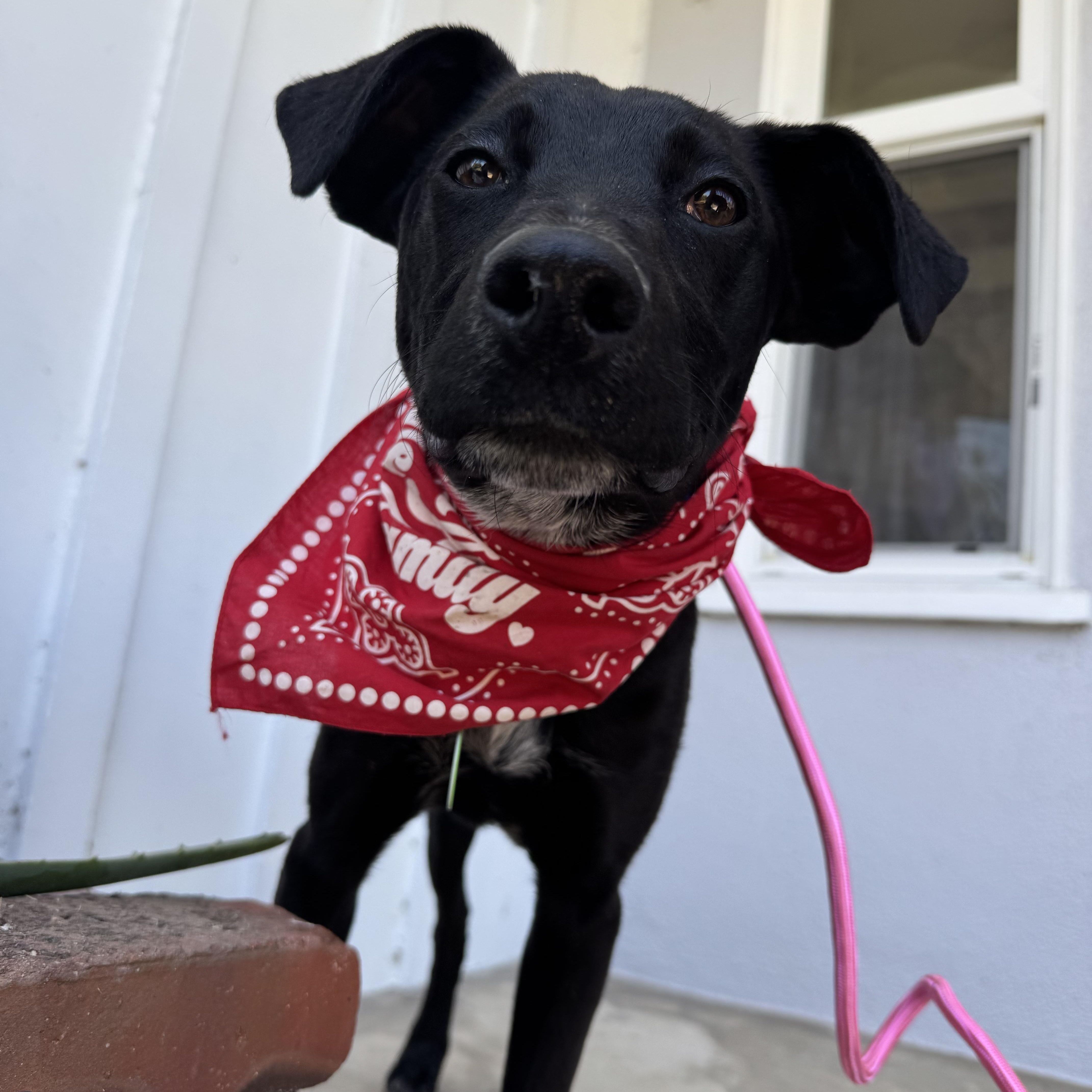 Mikey, a ADOPTABLE Black Labrador Retriever in Sun Valley, CA image 3/6