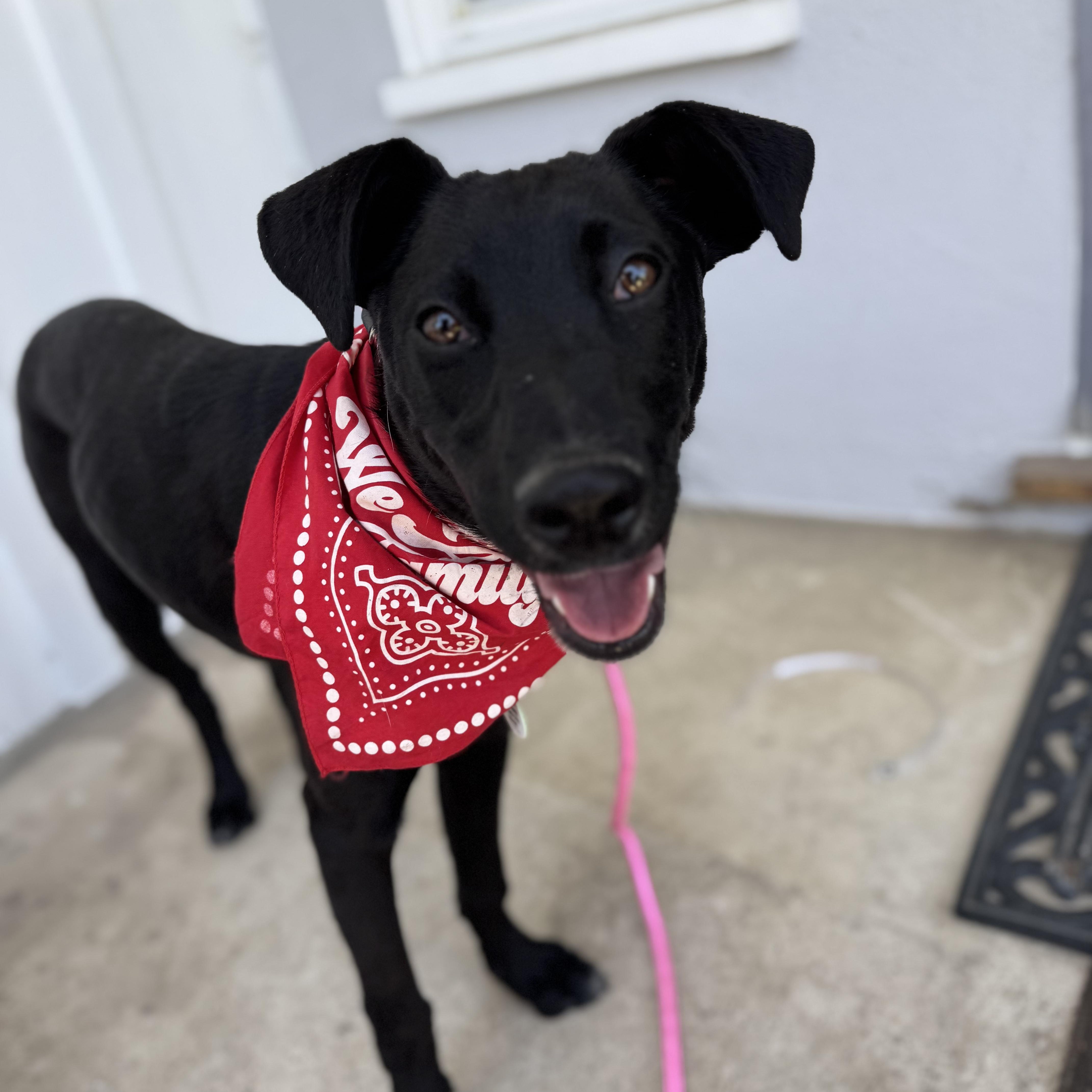 Mikey, a ADOPTABLE Black Labrador Retriever in Sun Valley, CA image 5/6