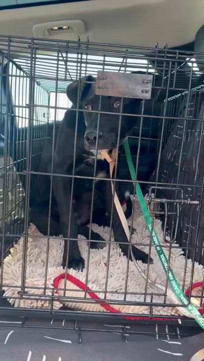 Enlarge Mikey, a ADOPTABLE Black Labrador Retriever in Sun Valley, CA video 6/6