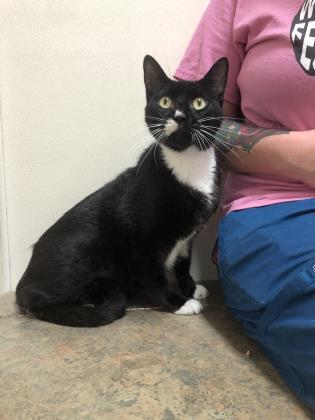 Charlie Chaplin, adoptable, Adult Male Domestic Short Hair.