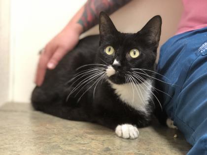 Charlie Chaplin, an adoptable Domestic Short Hair in College Station, TX image 2/3