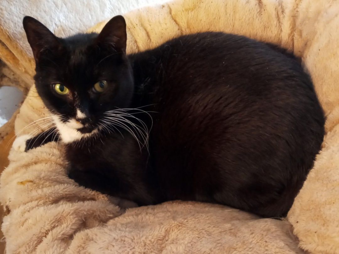 Charlie Chaplin, an adoptable Domestic Short Hair in College Station, TX image 3/3