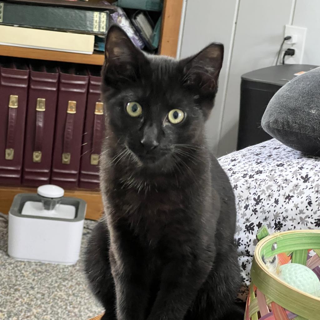 Enlarge Wiper, a Adoptable Domestic Short Hair in Westport, CT image 2/6