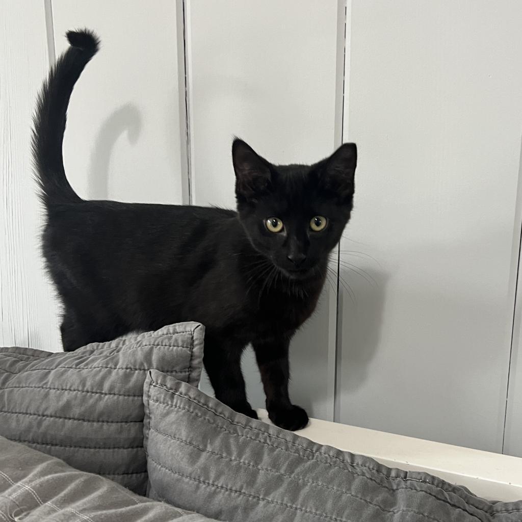 Enlarge Wiper, a Adoptable Domestic Short Hair in Westport, CT image 3/6