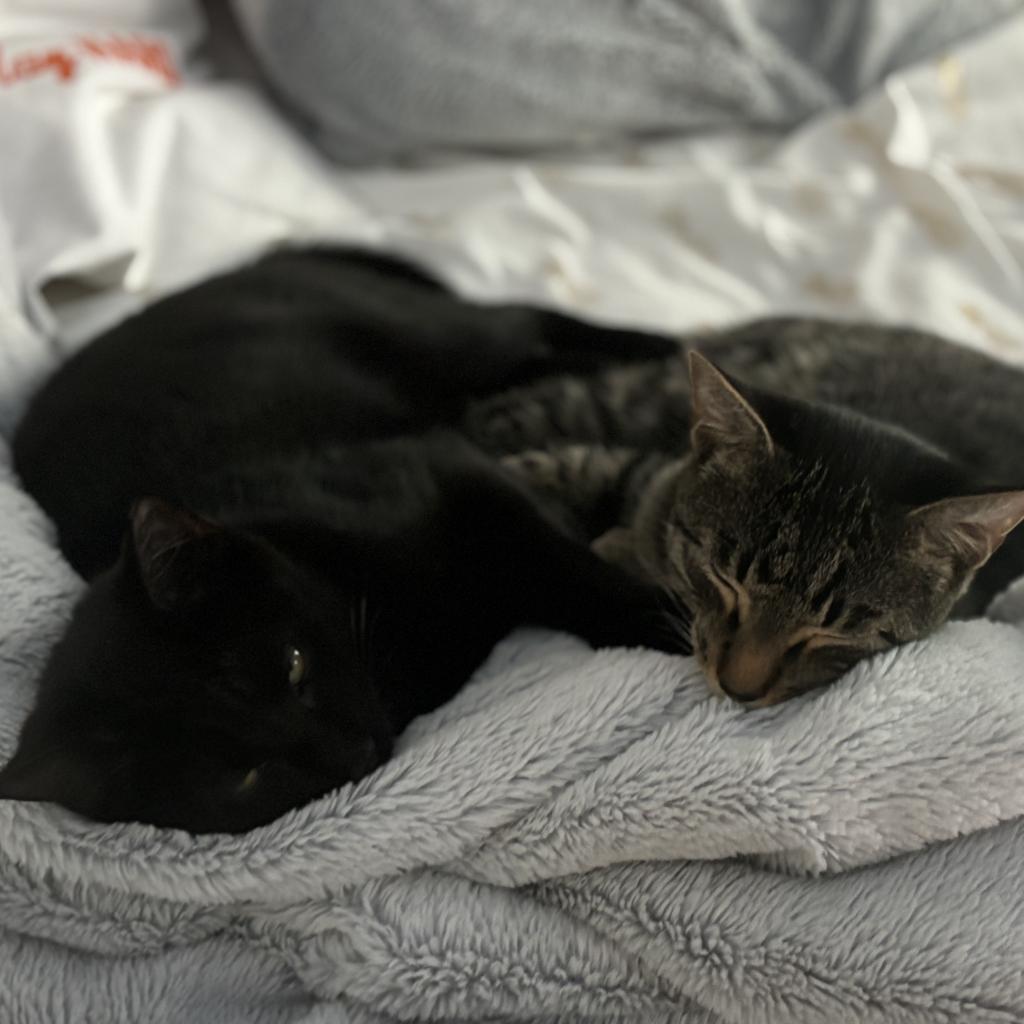 Enlarge Wiper, a Adoptable Domestic Short Hair in Westport, CT image 4/6