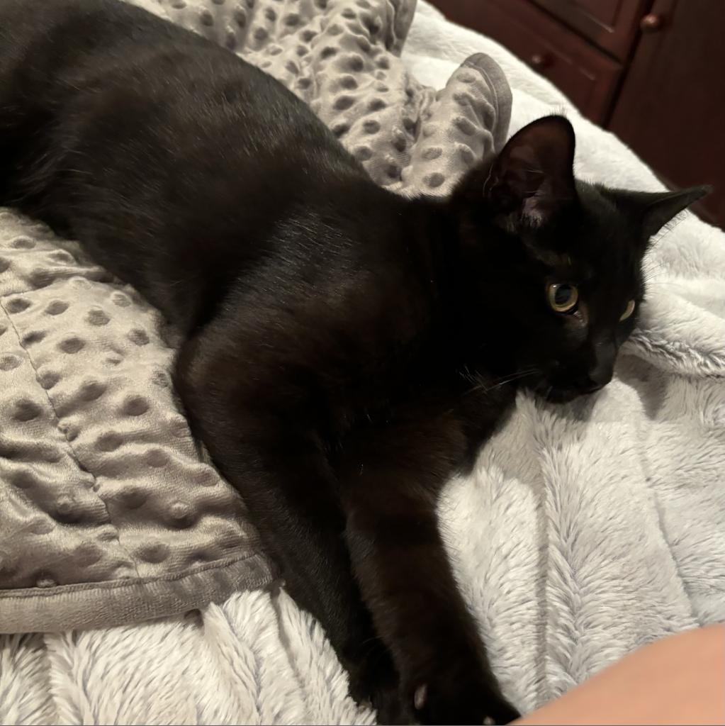 Enlarge Wiper, a Adoptable Domestic Short Hair in Westport, CT image 6/6