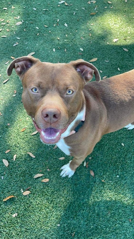 Enlarge Denmark, a Adoptable mixed breed in Zellwood, FL image 1/6