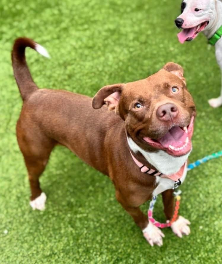 Enlarge Denmark, a Adoptable mixed breed in Zellwood, FL image 2/6