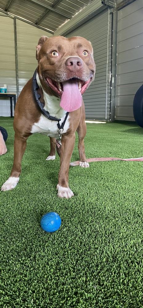 Enlarge Denmark, a Adoptable mixed breed in Zellwood, FL image 3/6