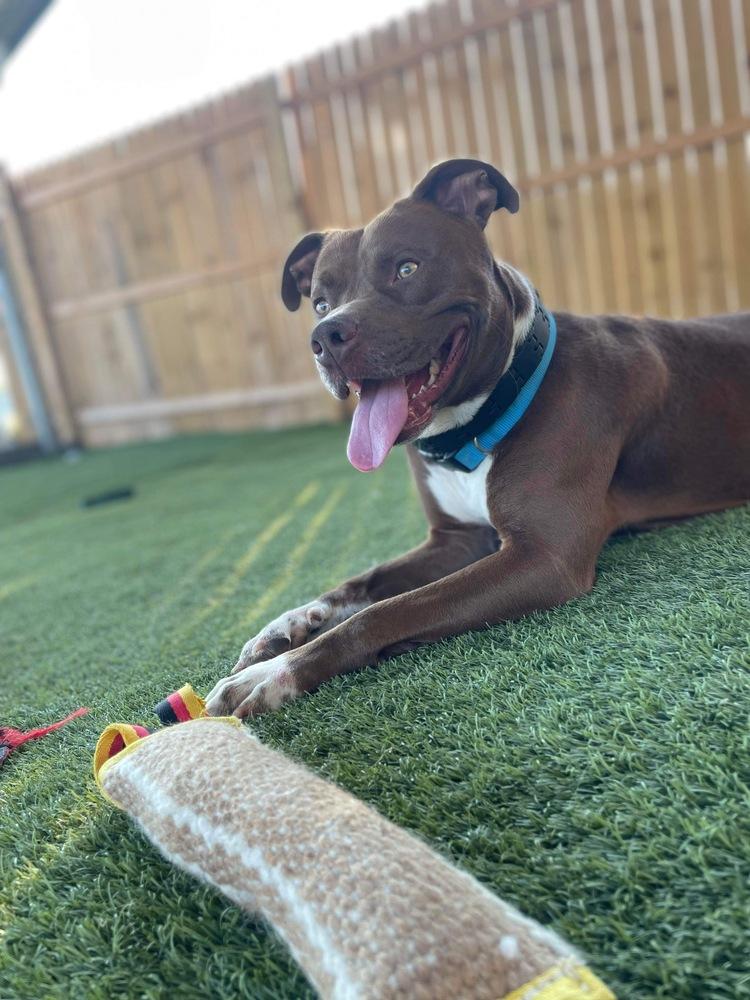 Enlarge Denmark, a Adoptable mixed breed in Zellwood, FL image 4/6