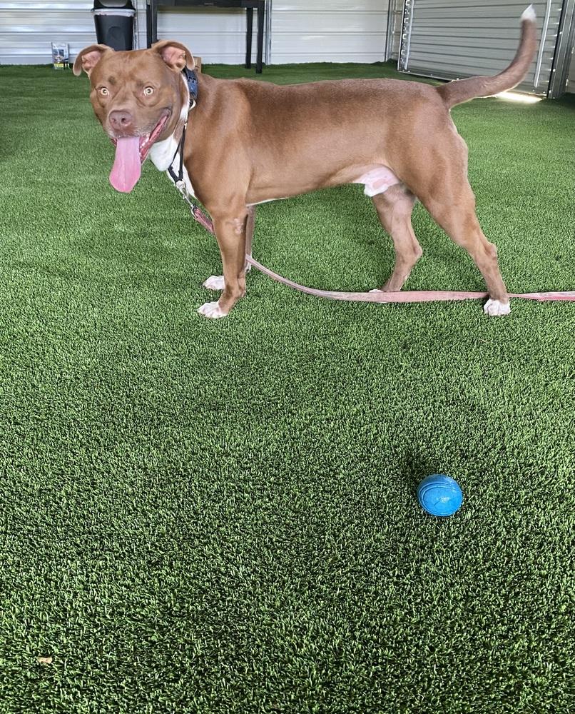 Enlarge Denmark, a Adoptable mixed breed in Zellwood, FL image 6/6