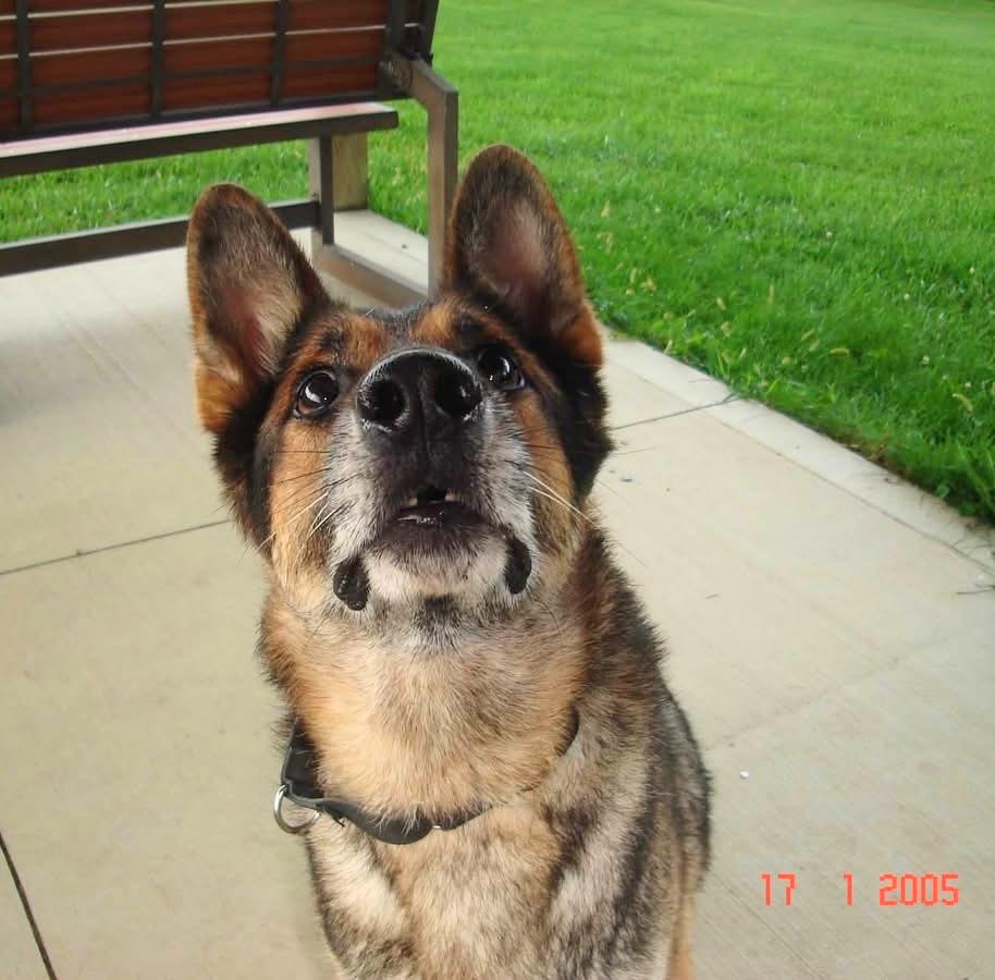 Enlarge Buckeye, an adoptable German Shepherd Dog in Seville, OH image 5/5