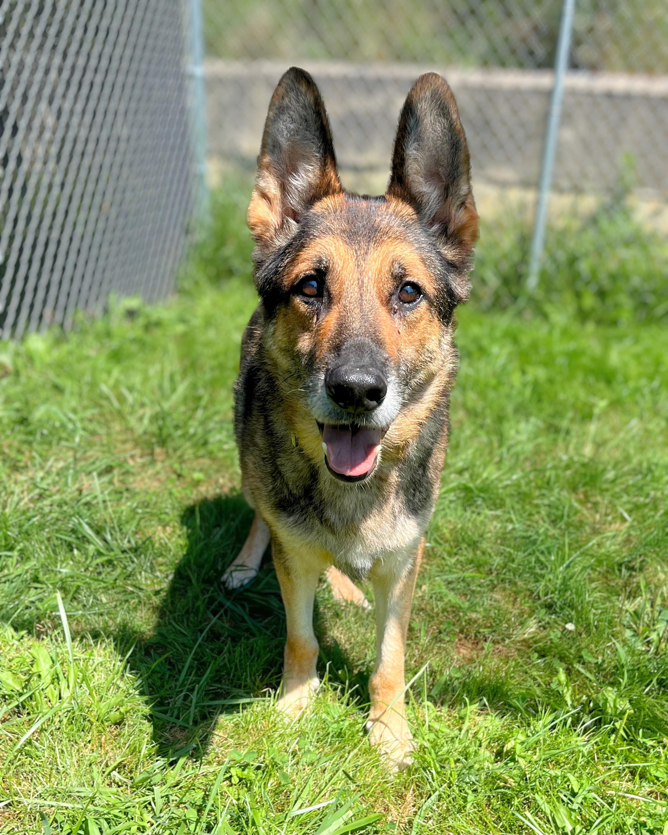 Buckeye, adoptable, Senior Male German Shepherd Dog.