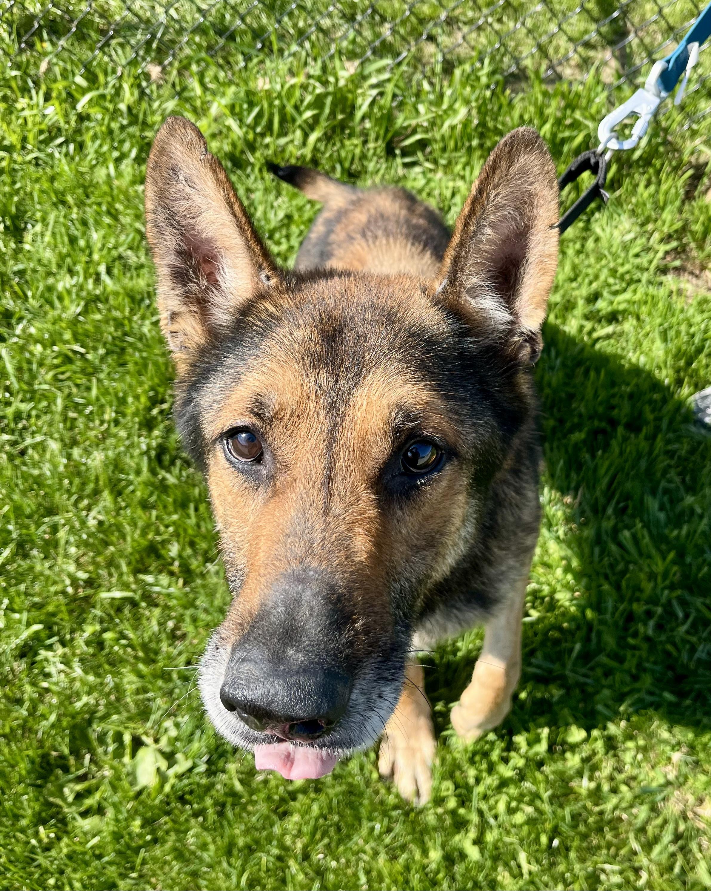Enlarge Buckeye, an adoptable German Shepherd Dog in Seville, OH image 4/5