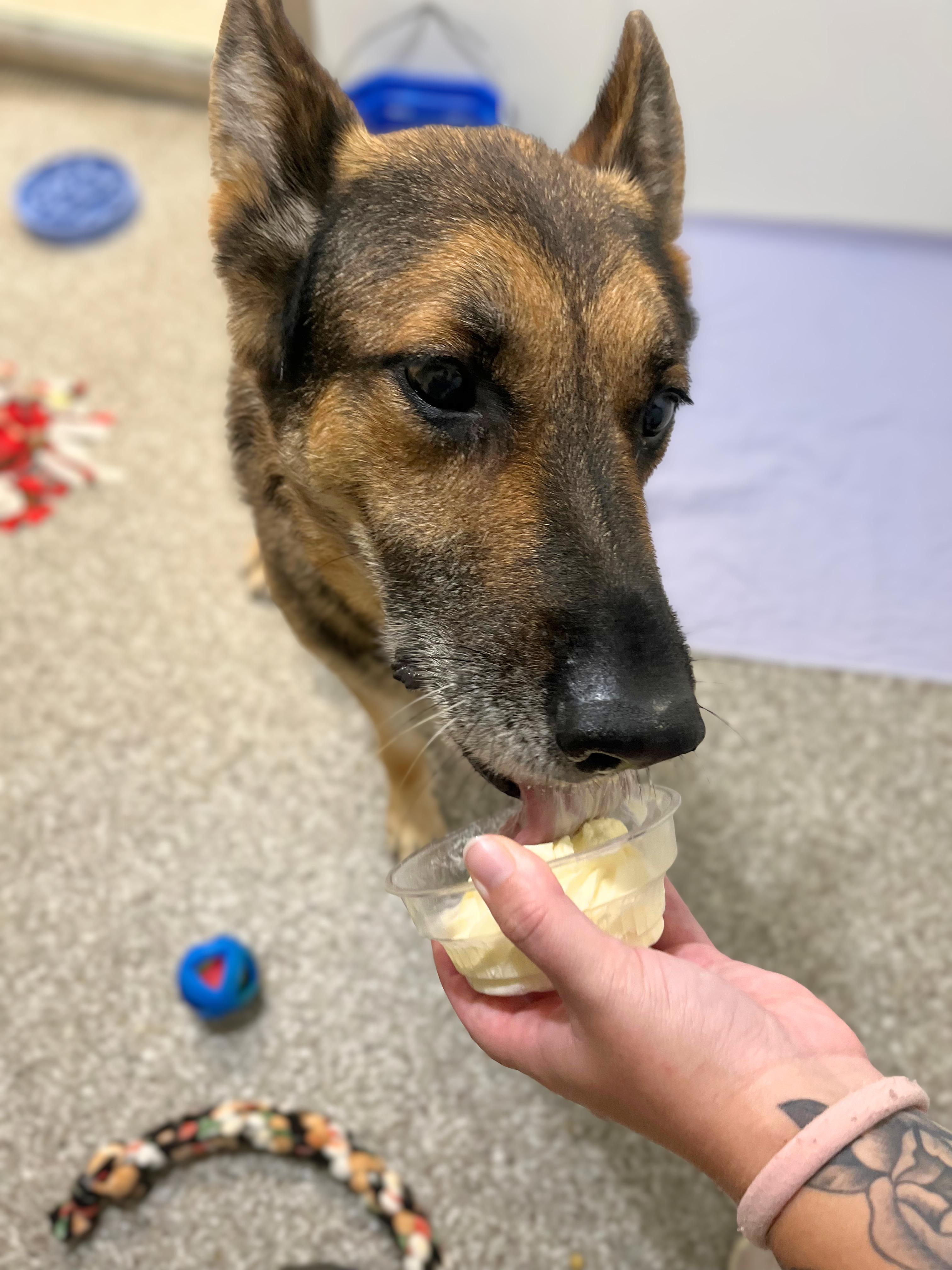 Enlarge Buckeye, an adoptable German Shepherd Dog in Seville, OH image 3/5