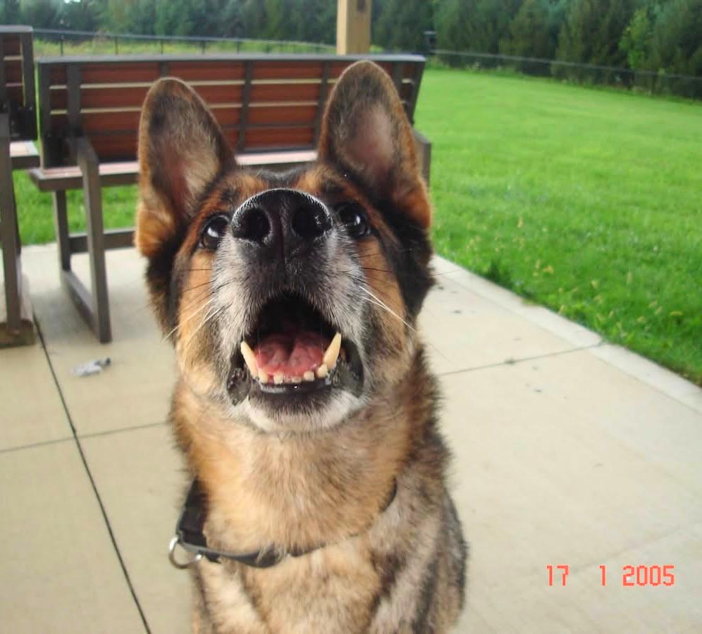 Enlarge Buckeye, an adoptable German Shepherd Dog in Seville, OH image 2/5
