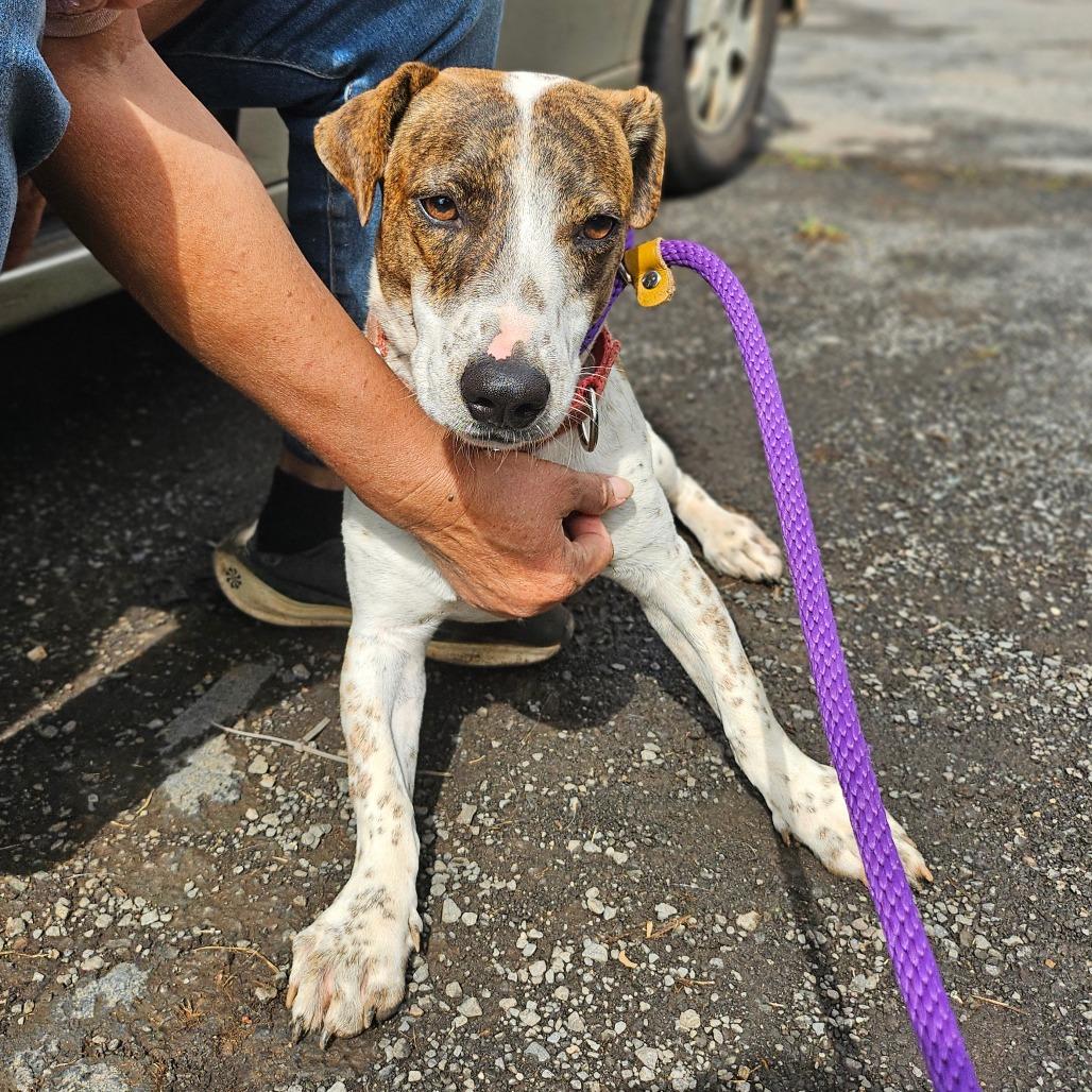 Jayjay, Adoptable, Young Male Australian Cattle Dog / Blue Heeler & Jack Russell Terrier.