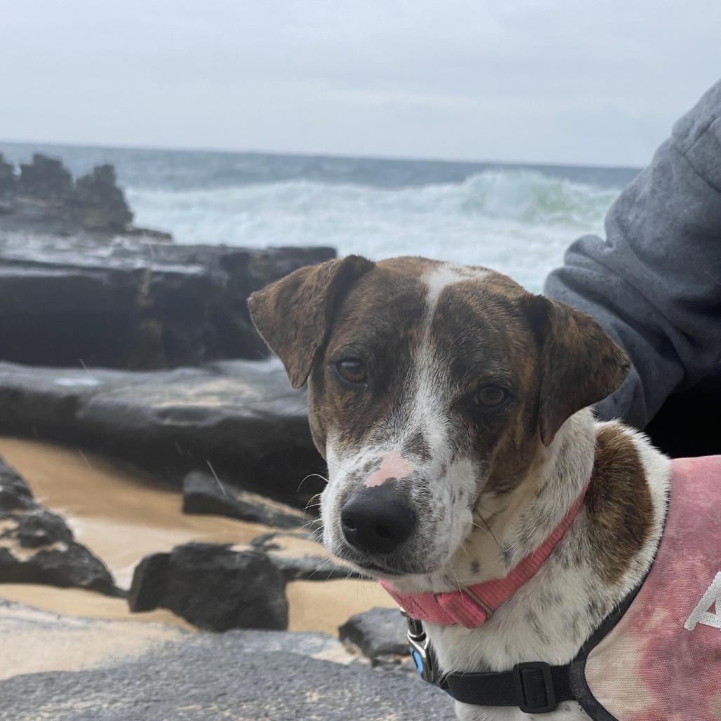 Enlarge Jayjay, a Adoptable mixed breed in Wahiawa, HI image 2/4