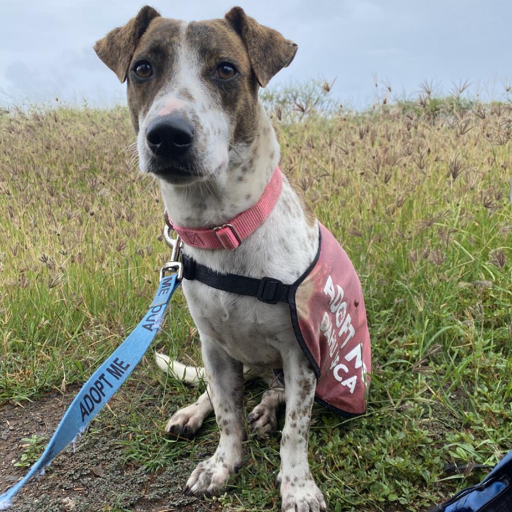 Enlarge Jayjay, a Adoptable mixed breed in Wahiawa, HI image 3/4